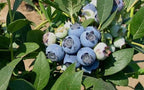 Vaccinium × 'Biloxi'