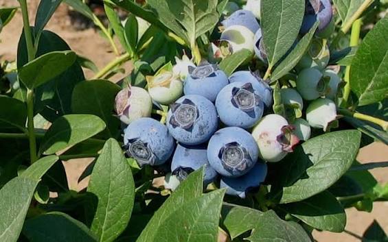 Vaccinium × 'Biloxi'