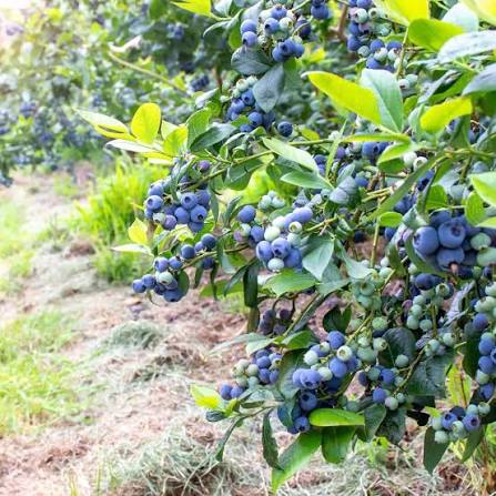 Vaccinium × 'O'Neal'