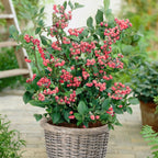 Vaccinium × 'Pink Lemonade'