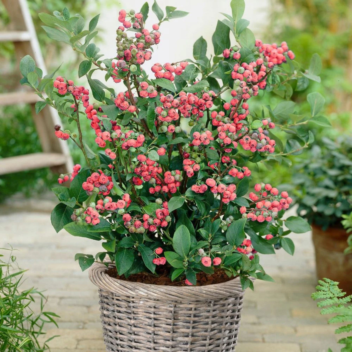 Vaccinium × 'Pink Lemonade'