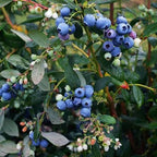 Vaccinium × 'Sharpblue'