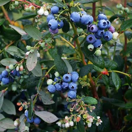 Vaccinium × 'Sharpblue'