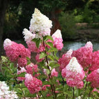 Hydrangea paniculata 'Renhy'