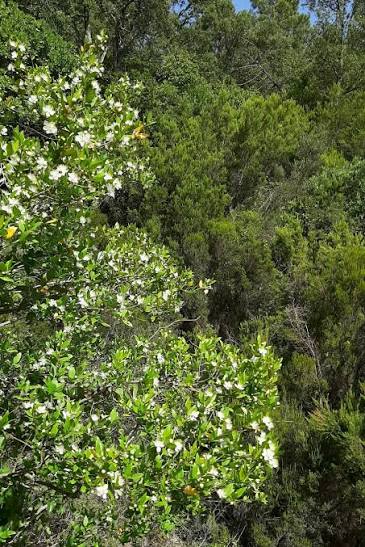 Myrtus communis 'Compacta Variegata'