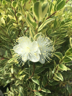 Myrtus communis 'Compacta Variegata'