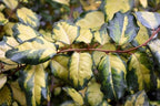 Elaeagnus pungens 'Variegata'