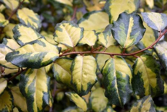 Elaeagnus pungens 'Variegata'