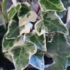 Hedera helix 'Variegata'