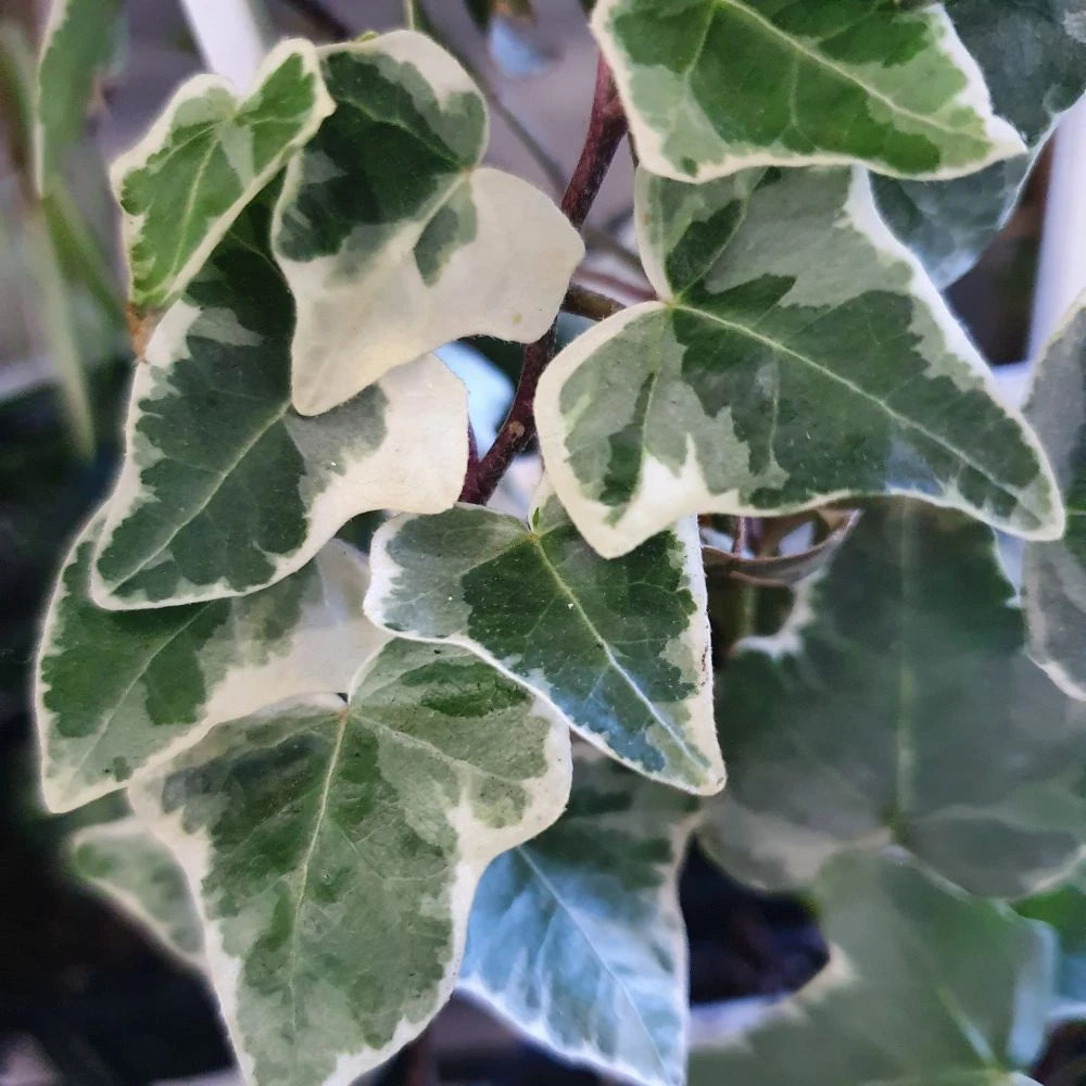 Hedera helix 'Variegata'