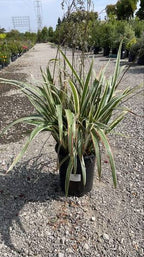 Dianella tasmanica 'Variegata'