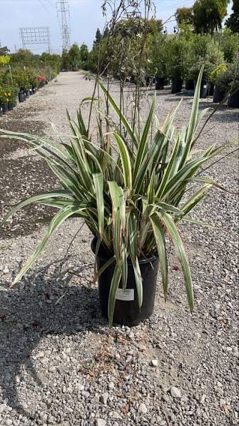 Dianella tasmanica 'Variegata'