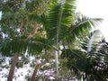Veitchia arecina (3ppp)