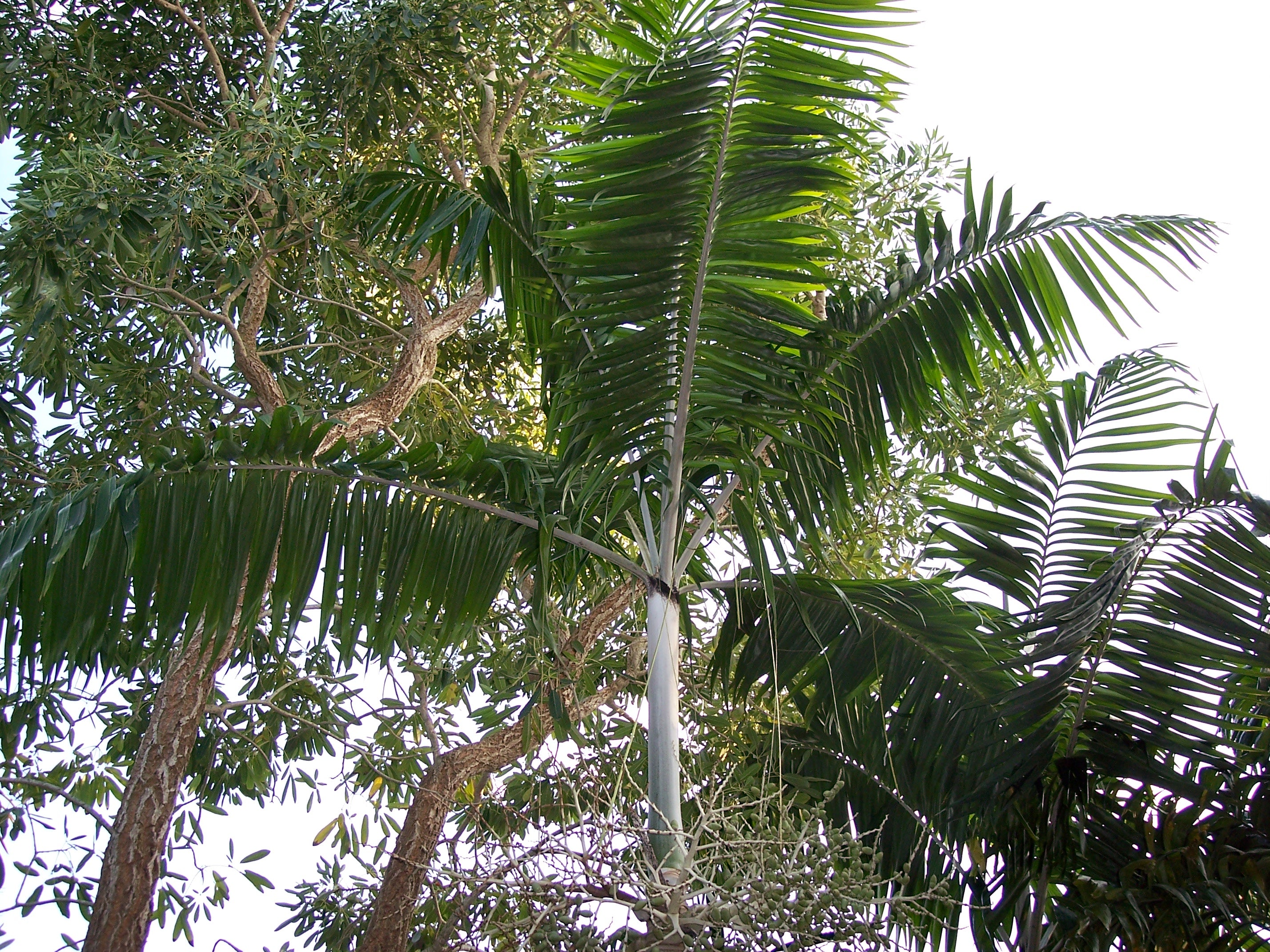 Veitchia arecina (3ppp)