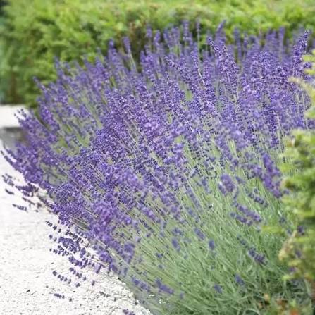 Lavandula angustifolia 'Vera'