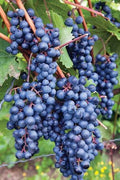 Vitis labrusca 'Concord'