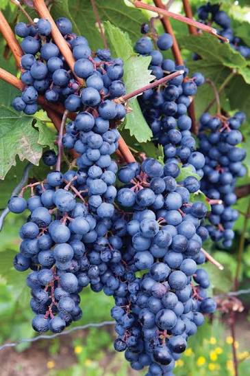 Vitis labrusca 'Concord'