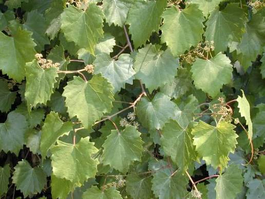Vitis spp. (assorted varieties)