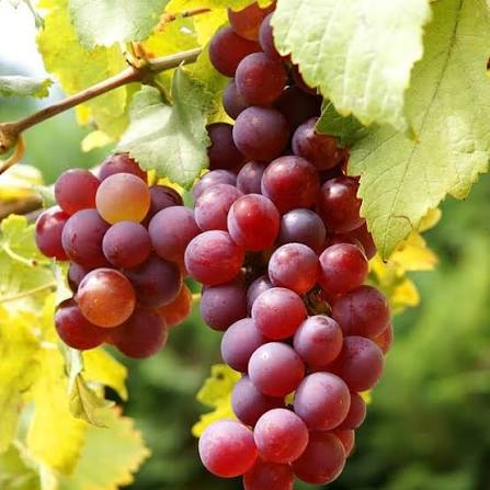 Vitis vinifera 'Flame Seedless'