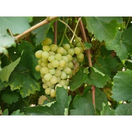 Vitis vinifera 'Princess'