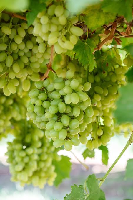Vitis vinifera 'Thompson Seedless'