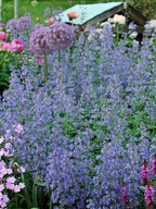 Nepeta × faassenii 'Walker's Low'