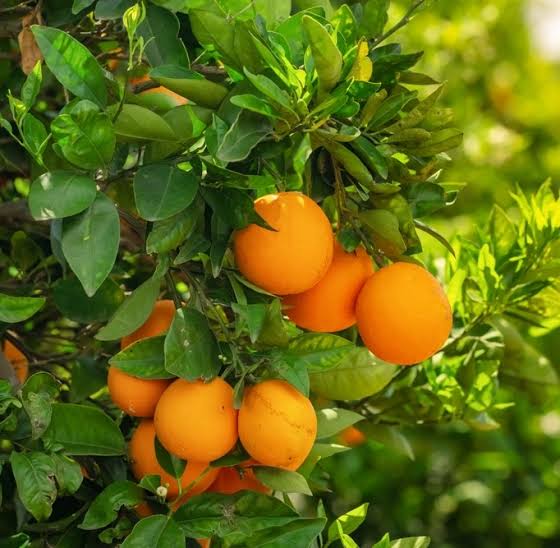 Citrus sinensis 'Washington'
