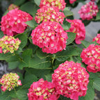 Hydrangea macrophylla 'Wee Bit Giddy'