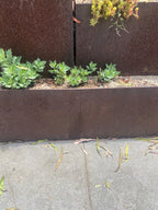 Corten steel edging with weathering rust patina along a planting bed