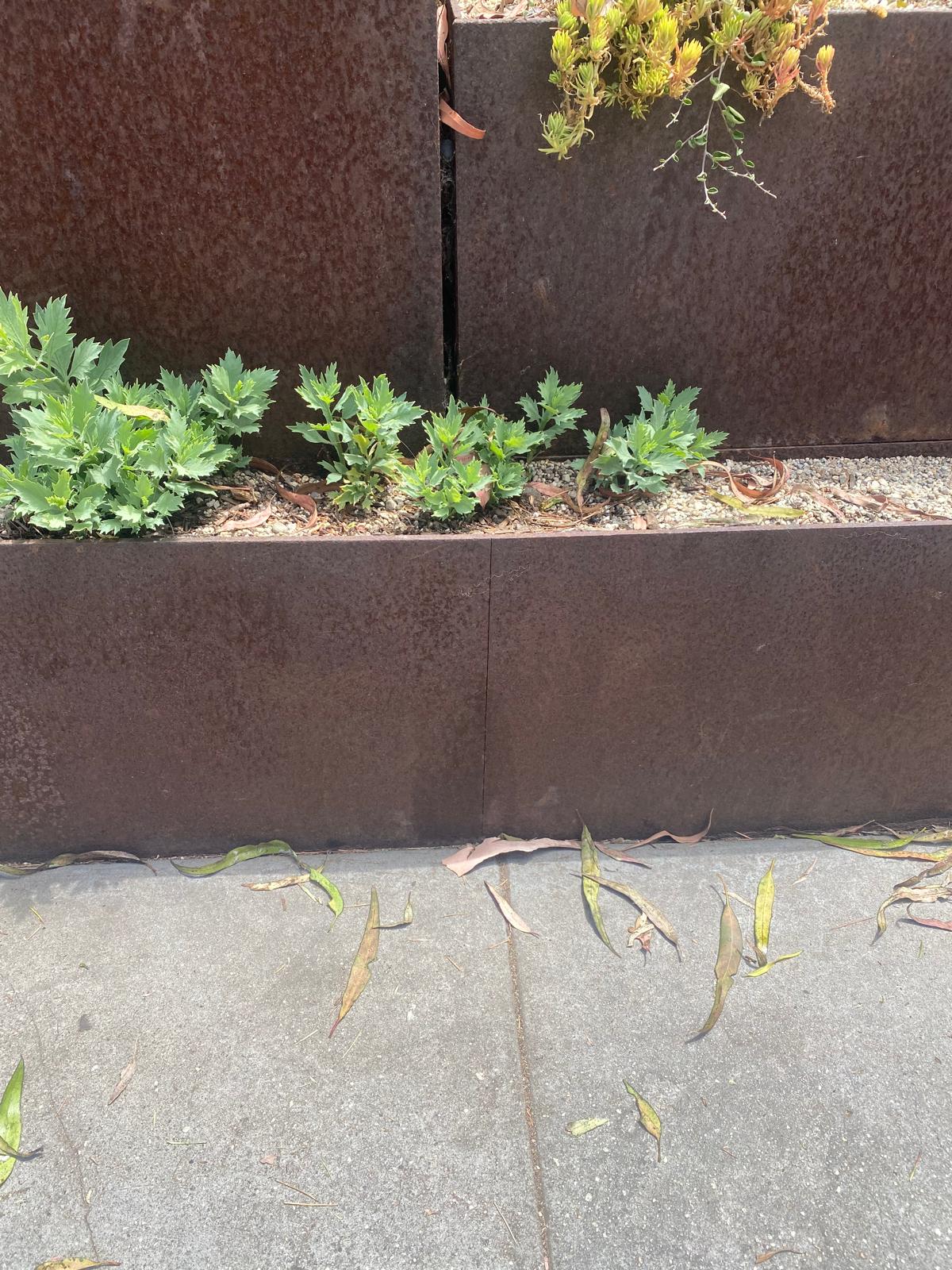 Corten steel edging with weathering rust patina along a planting bed