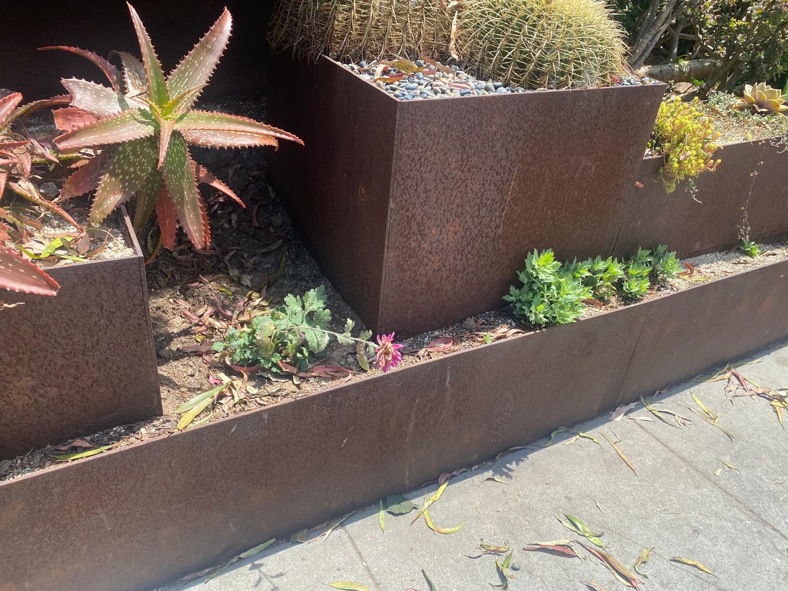 Corten steel edging forming raised planters in a desert garden