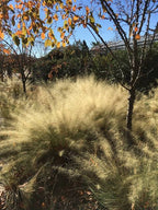 Muhlenbergia capillaris 'White Cloud'