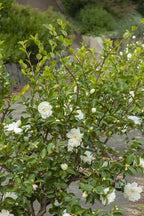Camellia sasanqua 'White Dove'