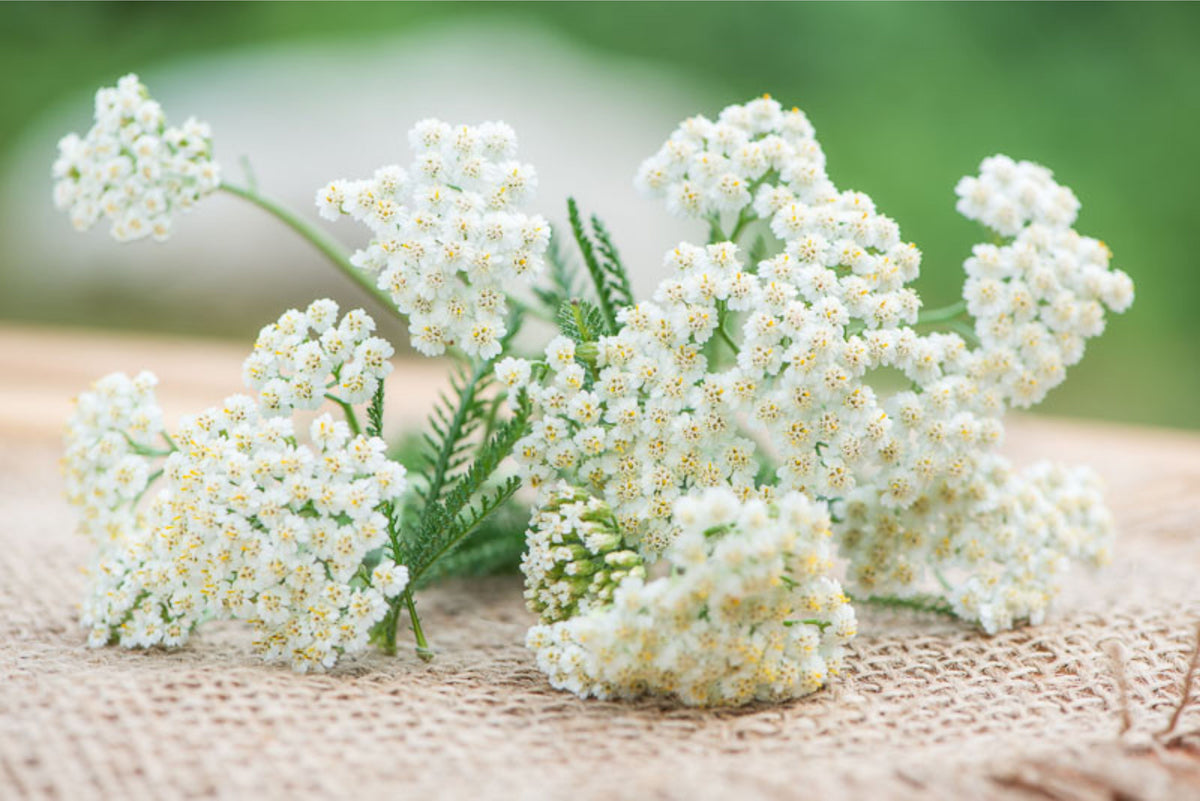 Achillea millifolia white