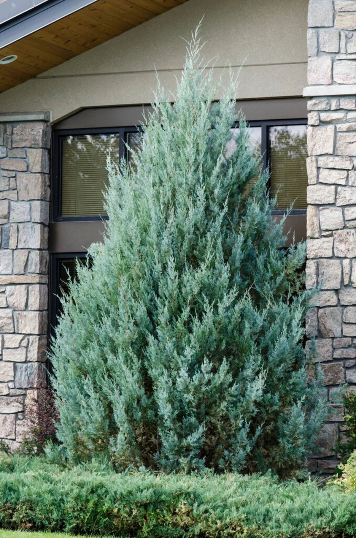 Juniperus scopulorum 'Wichita Blue'