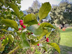 Ilex × altaclerensis 'Wilsonii' (standard form)