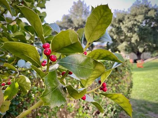 Ilex × altaclerensis 'Wilsonii' (standard form)
