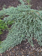 Juniperus horizontalis 'Wiltonii'
