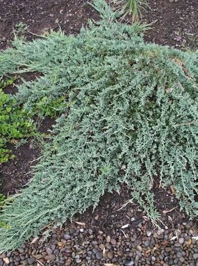 Juniperus horizontalis 'Wiltonii'