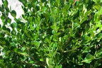 Buxus microphylla var. japonica 'Winter Gem'