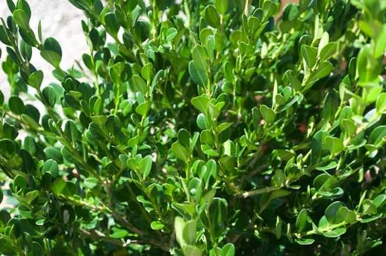Buxus microphylla var. japonica 'Winter Gem'