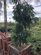 Avocado Wurtz Little Cado