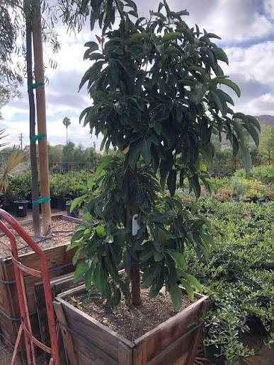 Avocado Wurtz Little Cado