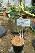 Xerosicyos danguyi