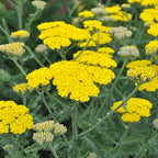Achillea 'Moonshine'