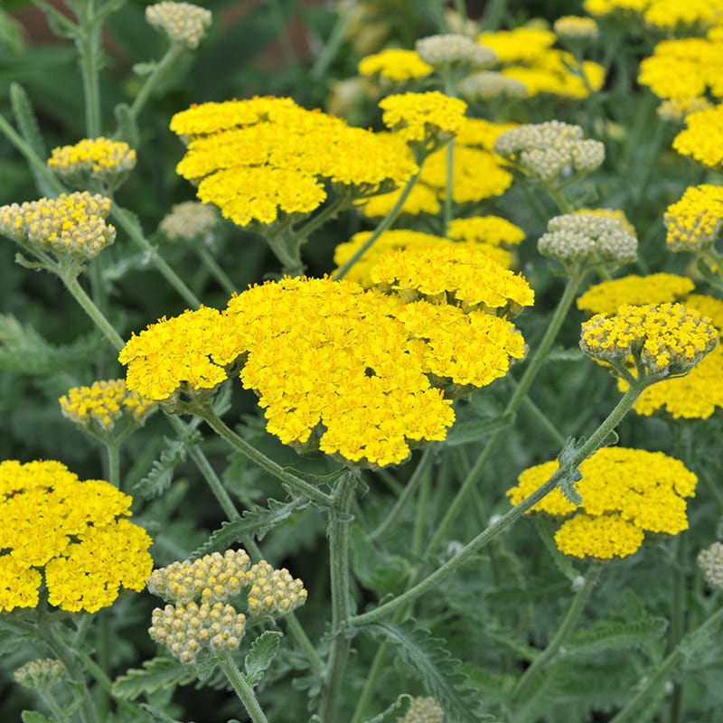 Achillea 'Moonshine'