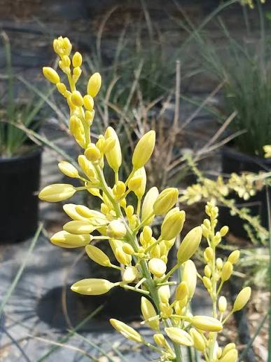 Hesperaloe parviflora 'Yellow'