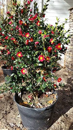 Camellia sasanqua 'Yuletide'