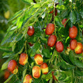 Ziziphus jujuba