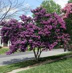 Lagerstroemia × 'Zuni' (standard form)